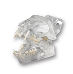 Catus Exemplar Dentoform; Articulated Feline Model with Natural Root Epoxy Teeth